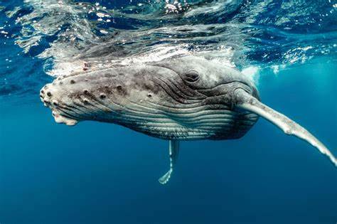 Humpback Whale